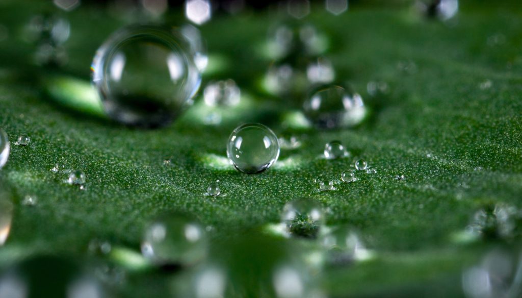 Raindrops on a leaf